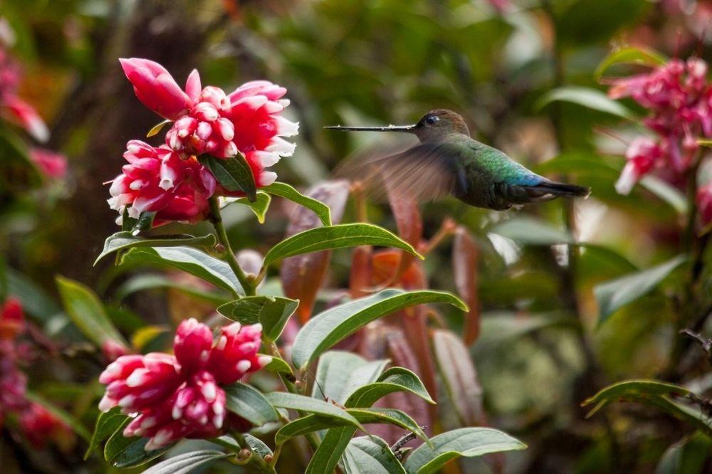 Paraiso Quetzal Lodge Tres de Junio Kültér fotó