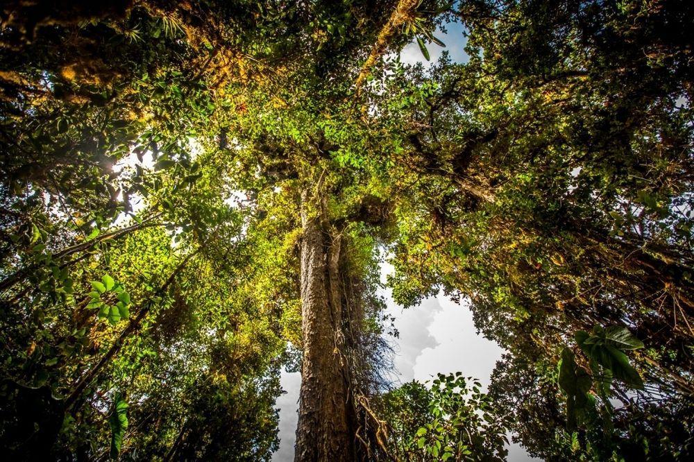 Paraiso Quetzal Lodge Tres de Junio Kültér fotó