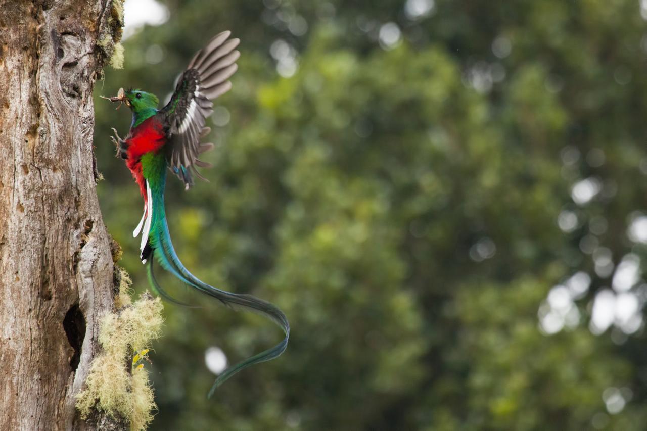 Paraiso Quetzal Lodge Tres de Junio Kültér fotó
